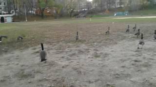 Canada Geese 11-26-16