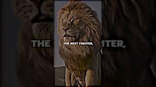 {NEVER GET ANGRY}... Lion Attitude Status.. #youtubeshorts #shorts #trending