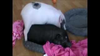 Mini Pigs Outgrow their Baby Bed Prissy and Bomber Show