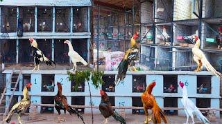 Biggest Aseel Farm in Peshawar  Top Quality Birds  Hera Aseel Biggest Farm  Breeding Farm