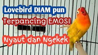 Pancingan Lovebird Ngekek Panjang Bikin Emosi Lawan