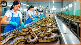 How Chinese Farmers Make 2 Million Usd By Raising Snakes For Skin And Soaking In Wine - Snake Farm
