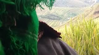 Doi mam soi o mu cang chai