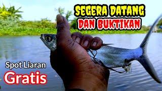 Tak Salah Pilih Spot ‼️ Mancing Liaran Lamongan