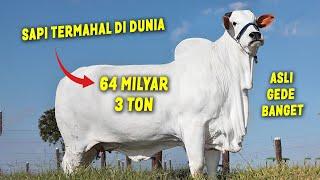 REKOR DUNIA. Sapi 64 MILYAR Asal Brazil Gede Banget  Sapi Termahal Tebesar & Terkecil di Dunia