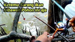 Mancing Muara Di Bawah Pohon Bakau Sarang Ikan  Jelajah spot mancing Balikpapan