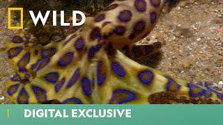 This Killer Octopus Is Both Beauty & Brains  Deadliest Month Ever  National Geographic UK