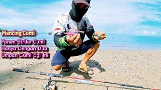 Mancing cumi di pinggiran pantai dengan umpan cumi egi mirip yamashita