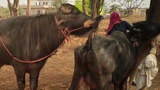 Pada Bhains Ke khet mein HAL chalata hua  पाड़ा भैंस के खेत में हल चलाता हुआ कभी देखा है आज देखिए