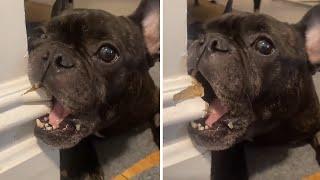 Mischievous Frenchie loves to help with home makeovers #shorts