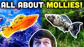 Talking Fish Mollies in Saltwater Reef Tanks