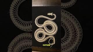 Dermestid Beetles Clean Corn Snake Skeleton With Osteomyelitis