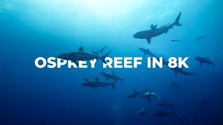 Sharks of OSPREY REEF in 8K  Great Barrier Reef 8K RED RAPTOR Showreel