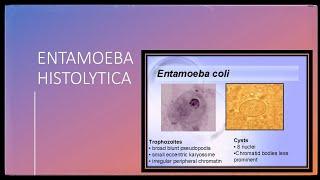 Entamoeba Histolytica - morphology Amebiasis clinical featuresdiagnosistreatment and prophylaxis
