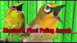 Pleci Nembak Panjang Masteran Paling Mudah Ditiru