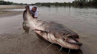 GIGANTESCO PESCE SILURO SUL GRANDE FIUME PO by Yuri Grisendi