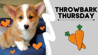 THROWBARK THURSDAY with corgi puppy #shorts