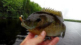 Bluegill Fishing Tips - How To Locate And Catch Big Bluegill In 2019