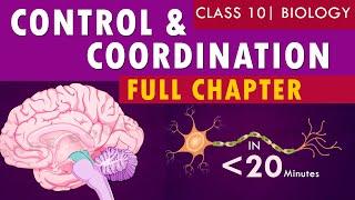 #controlandcoordination full chapter  cbse Class 10th Biology  NCERT class 10 science chapter 7