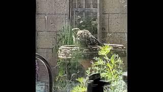 Cooper Hawk in our Backyard Bird Bath