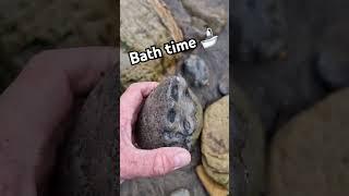 Big chunk of a Phylloceras Ammonite Fossil  #fossilhunting #fossils #shorts #beach #coast #sea