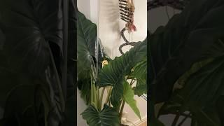 Caught a funny and cute moment of my bird playing hide and seek #cockatiel #funnybirds