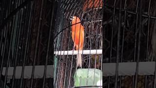 Kenari merlok gacoran di Pasar Burung Pramuka #shorts #kenarimerlok #pasarburungpramuka #viral