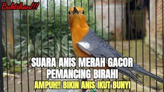 SUARA ANIS MERAH GACOR PEMANCING BIRAHI ANIS YANG MALAS BUNYI 100% PASTI IKUT GACOR