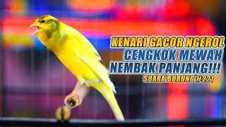 SUARA BURUNG 221 Kenari GACOR PANJANG INI Cocok untuk Masteran KENARI PAUD dan Kenari Macet BUNYI