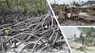 Sundarbans Mangrove Forest- How NRM Can Mitigate the Effects of Climate Change