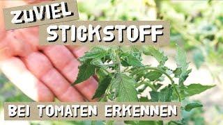 Stickstoffüberschuss erkennen und behandeln bei Tomaten und Gurken