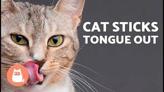 My CAT Keeps STICKING OUT Their TONGUE 6 Reasons Why