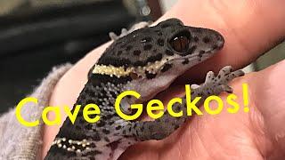 Species Spotlight- Chinese Cave Geckos