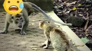 A cat which did not spare a monkey fight to the death.