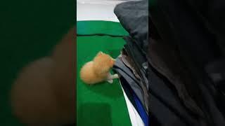 Tiger Kid guling guling #Cute cat #funnyvideo  #Shorts