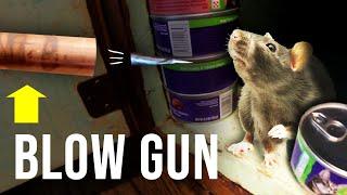 THE BEST WAY TO GET RID OF RATS QUICKLY...blow gun