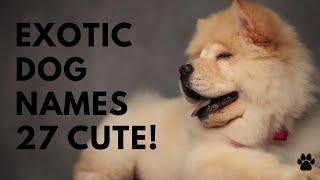 Exotic Dog Names  27 TOP & BEST & CUTE Ideas  Names