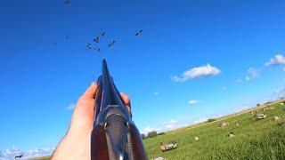 Goose hunting - More than 50 birds Part II