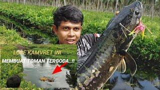 Sambaran dahsat ikan toman di kanal Walau pun air ya suruh juga ada yang babon