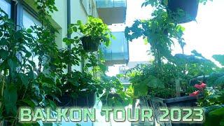 Balkon Tour 2023 Co pěstuji na balkoně?