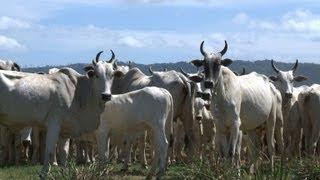 Brasiliens Viehzucht soll grüner werden