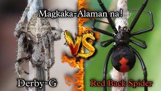 Derby-G VS RedBackSpider   Dito mo lang mapapanuod yan.