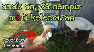 Episod842 anak² angsa hampir màtï lemas kesejukan akibat kecuaian tindakan pak long kebun abah