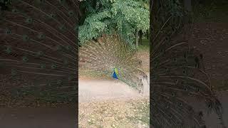 Peacock bird.  Павич звичайний