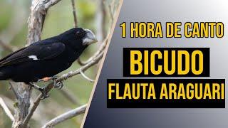 Canto de bicudo flauta araguari