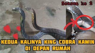 MENYAKSIKAN LANGSUNG KING COBRA KAWIN DI TERAS RUMAH season 2 @sabaalam025