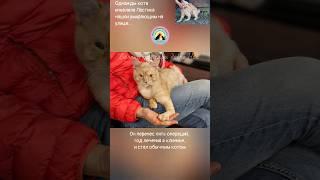 Кот инвалид Ластик которому суждено было умереть  Помощь людей  помогла его спасти от смерти ️cat