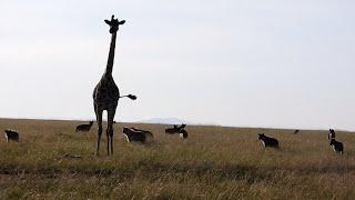 A giraffe mother cant bear to leave her calf to hyenas