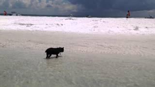 Monkey meets the Gulf of Mexico