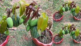 New idea of grafting mango with watermelon to produce mango and watermelon fruit Its amazing